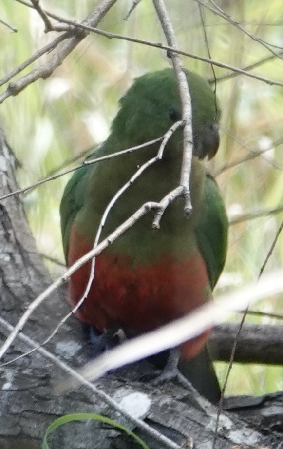 Avustralya Kral Papağanı - ML619070302