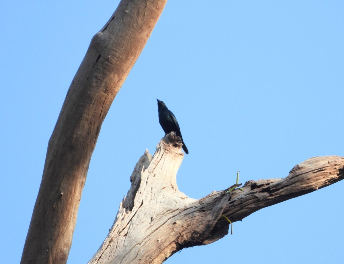 Asian Glossy Starling - ML619070304