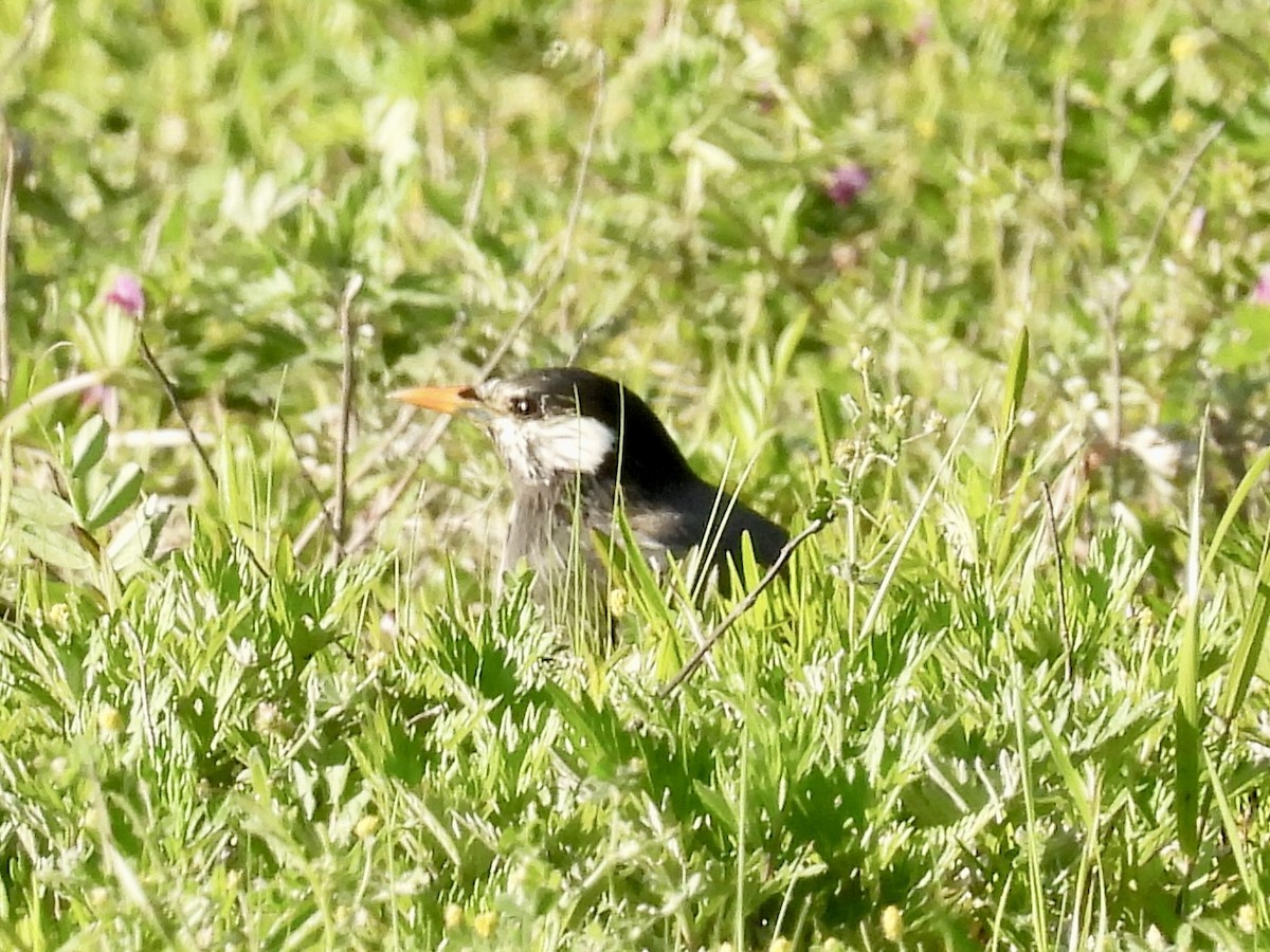White-cheeked Starling - Stan Arnold