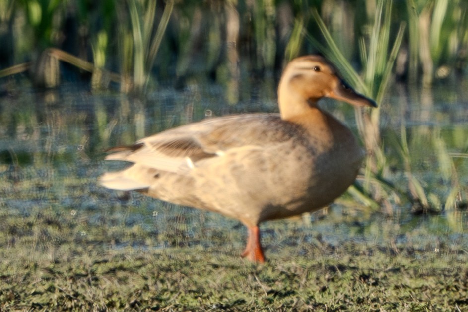 Ánade Azulón - ML619070329