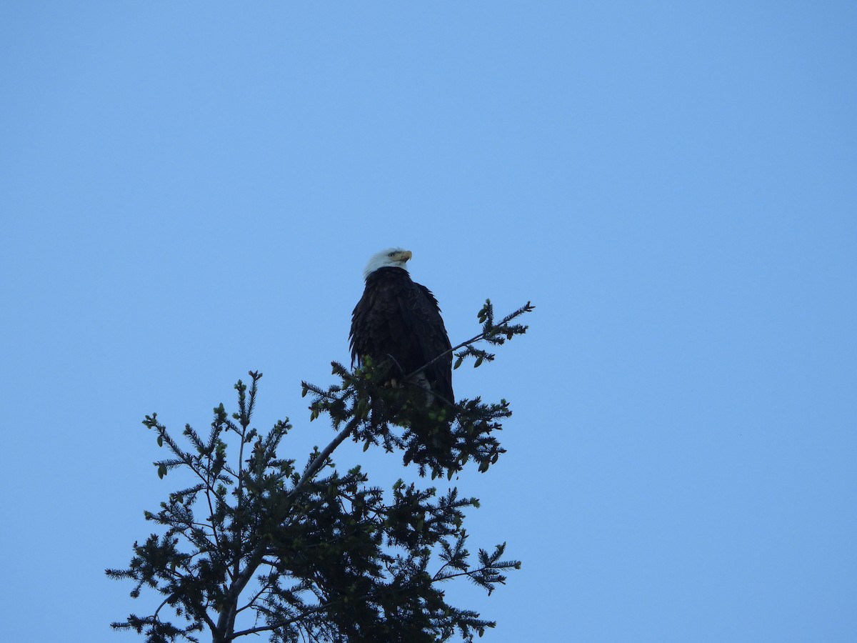 Bald Eagle - ML619070346