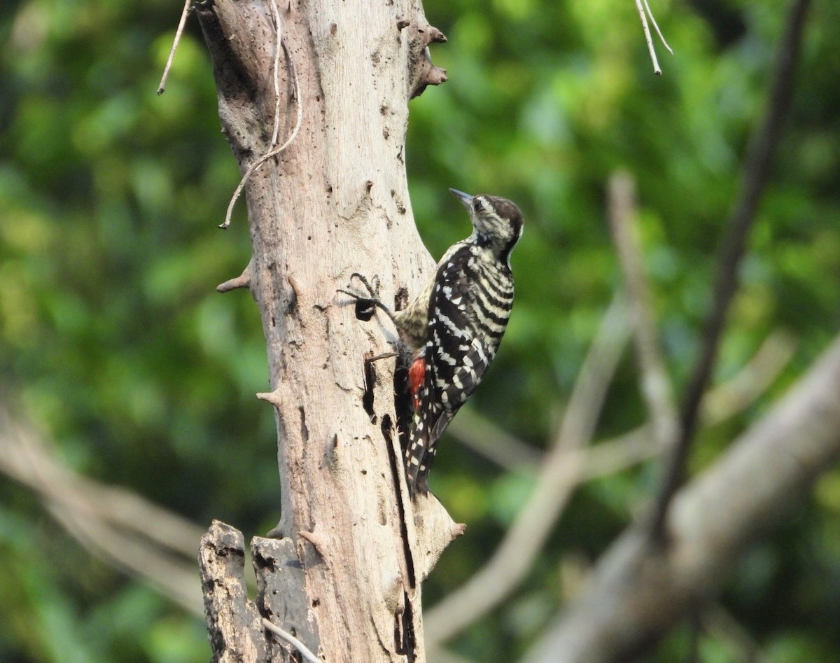 Freckle-breasted Woodpecker - Chaiti Banerjee
