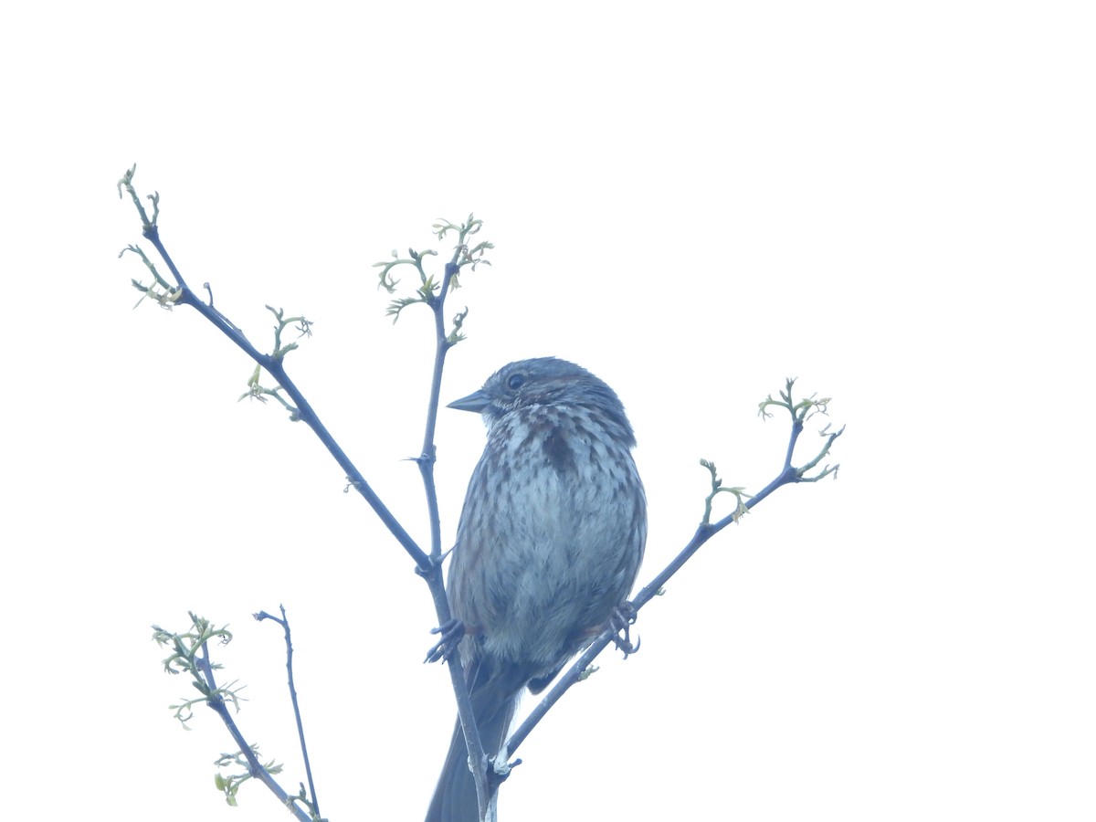 Song Sparrow - ML619070370