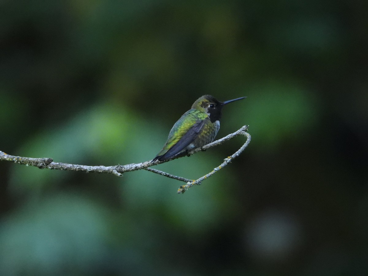 Anna's Hummingbird - ML619070375