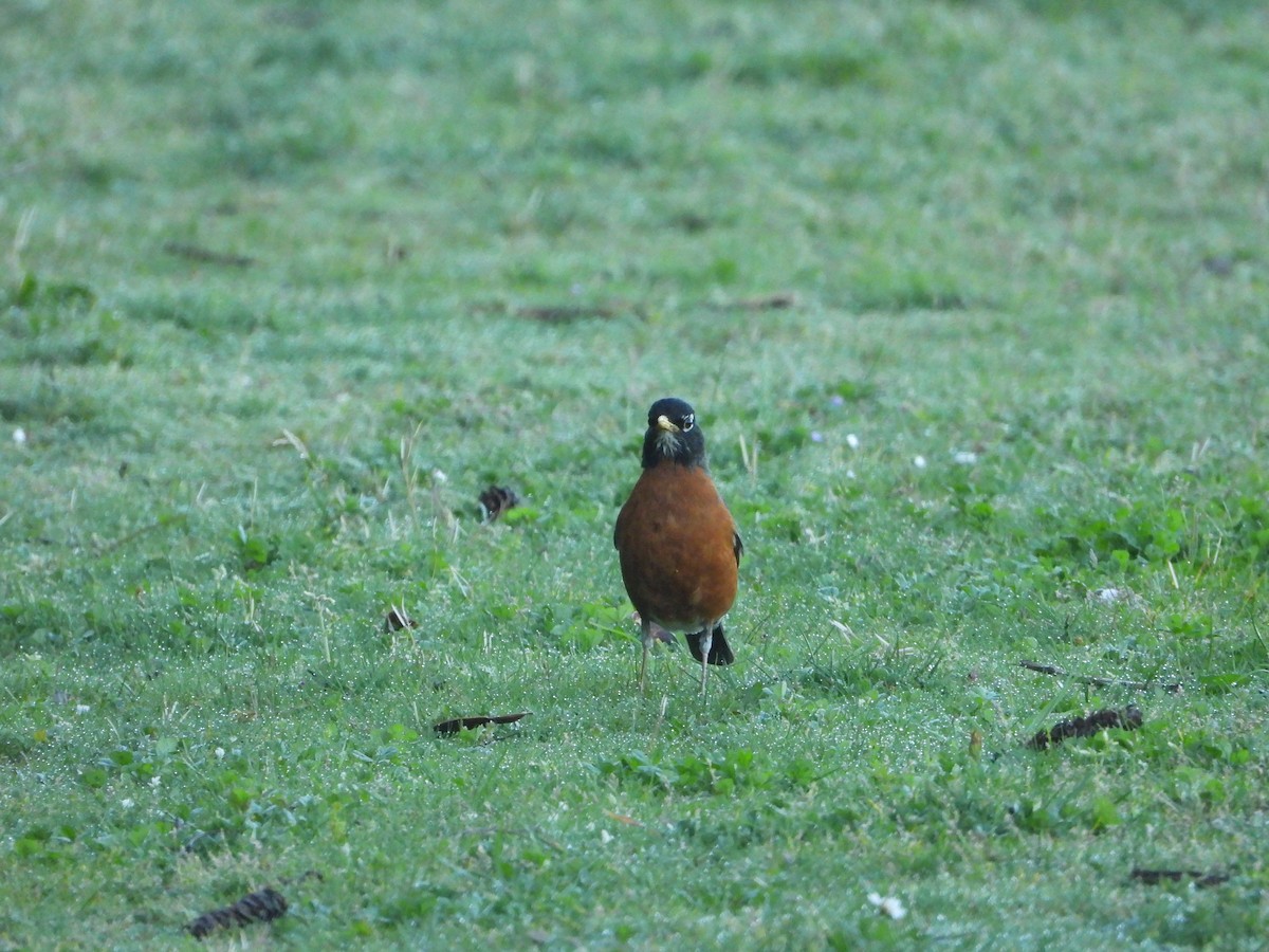 American Robin - Anonymous