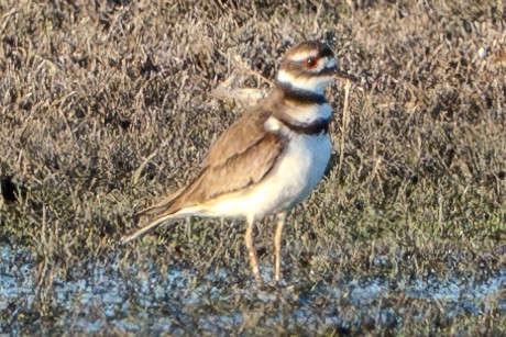 Killdeer - Carter Pape