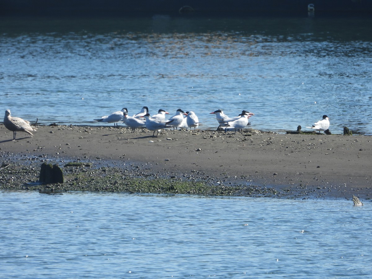 Caspian Tern - ML619070404