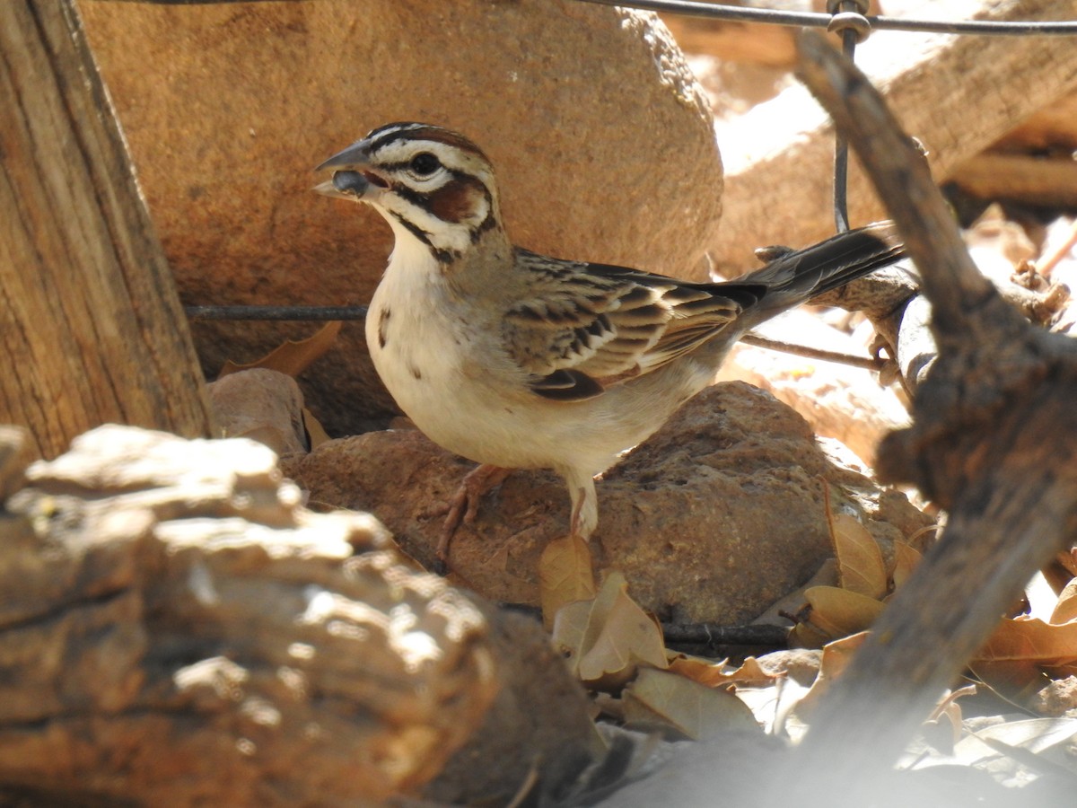 Lark Sparrow - Phoenix Kwan