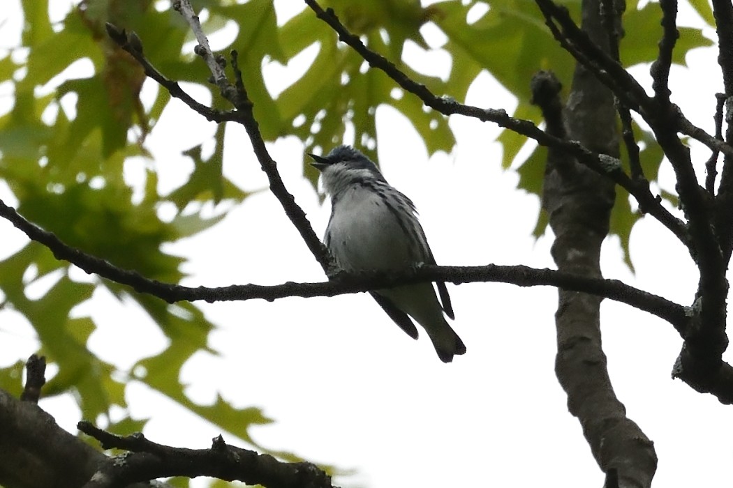 Cerulean Warbler - Dave DeReamus