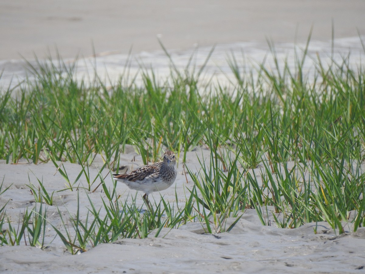 Langzehen-Strandläufer - ML619070439