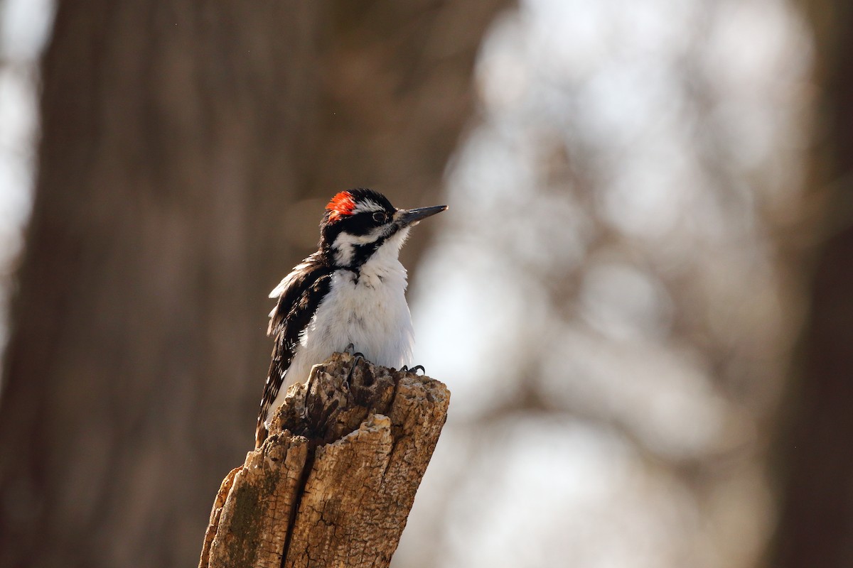 Hairy Woodpecker - Dan Schiebelbein