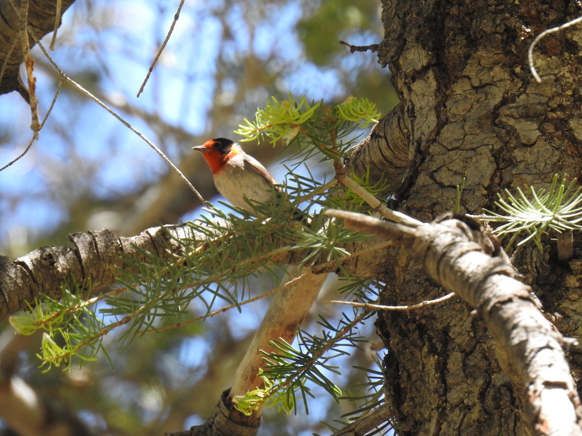 Red-faced Warbler - Phoenix Kwan