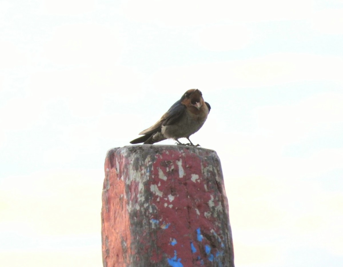 Pacific Swallow - Chaiti Banerjee