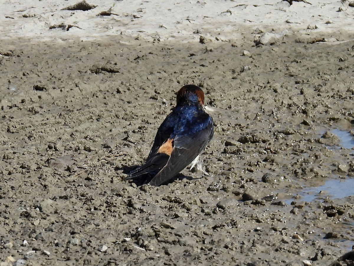 Red-rumped Swallow - Stan Arnold