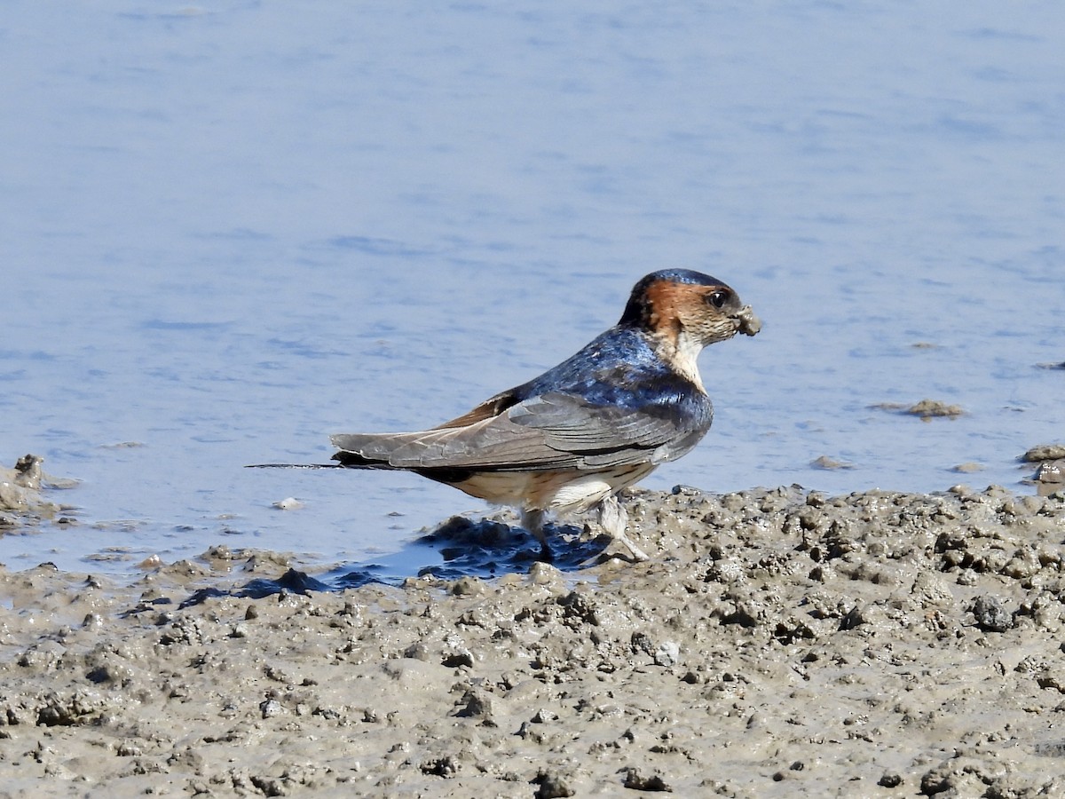 Red-rumped Swallow - Stan Arnold