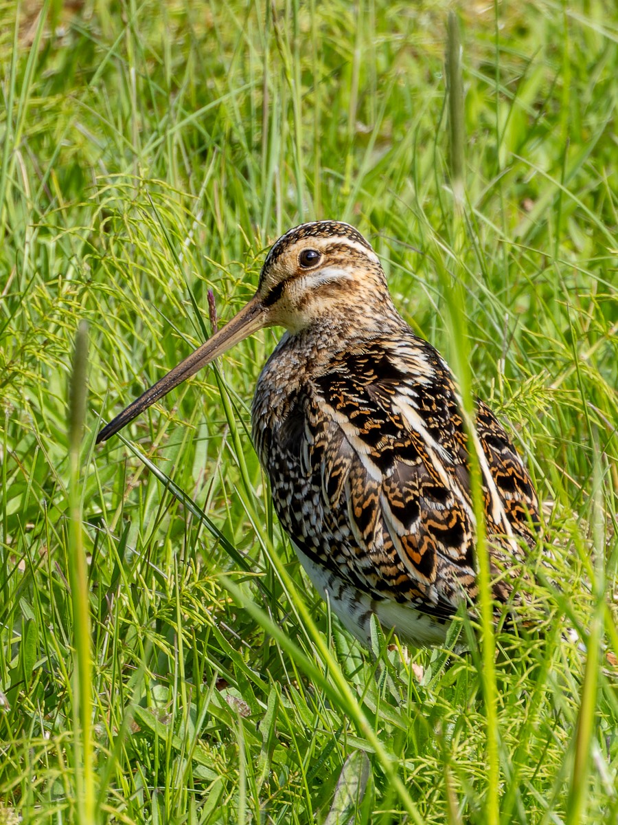 Common Snipe - Eero Rasi