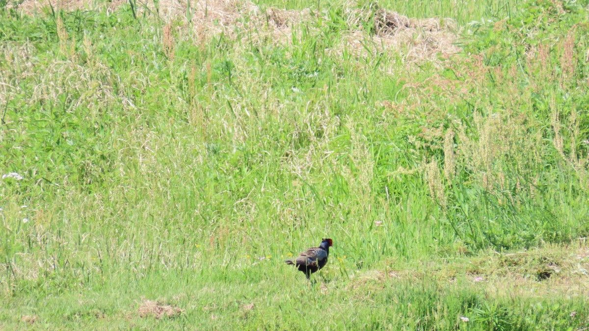 Green Pheasant - YUKIKO ISHIKAWA