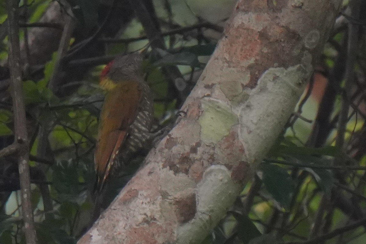 Lesser Yellownape - Sundar Muruganandhan