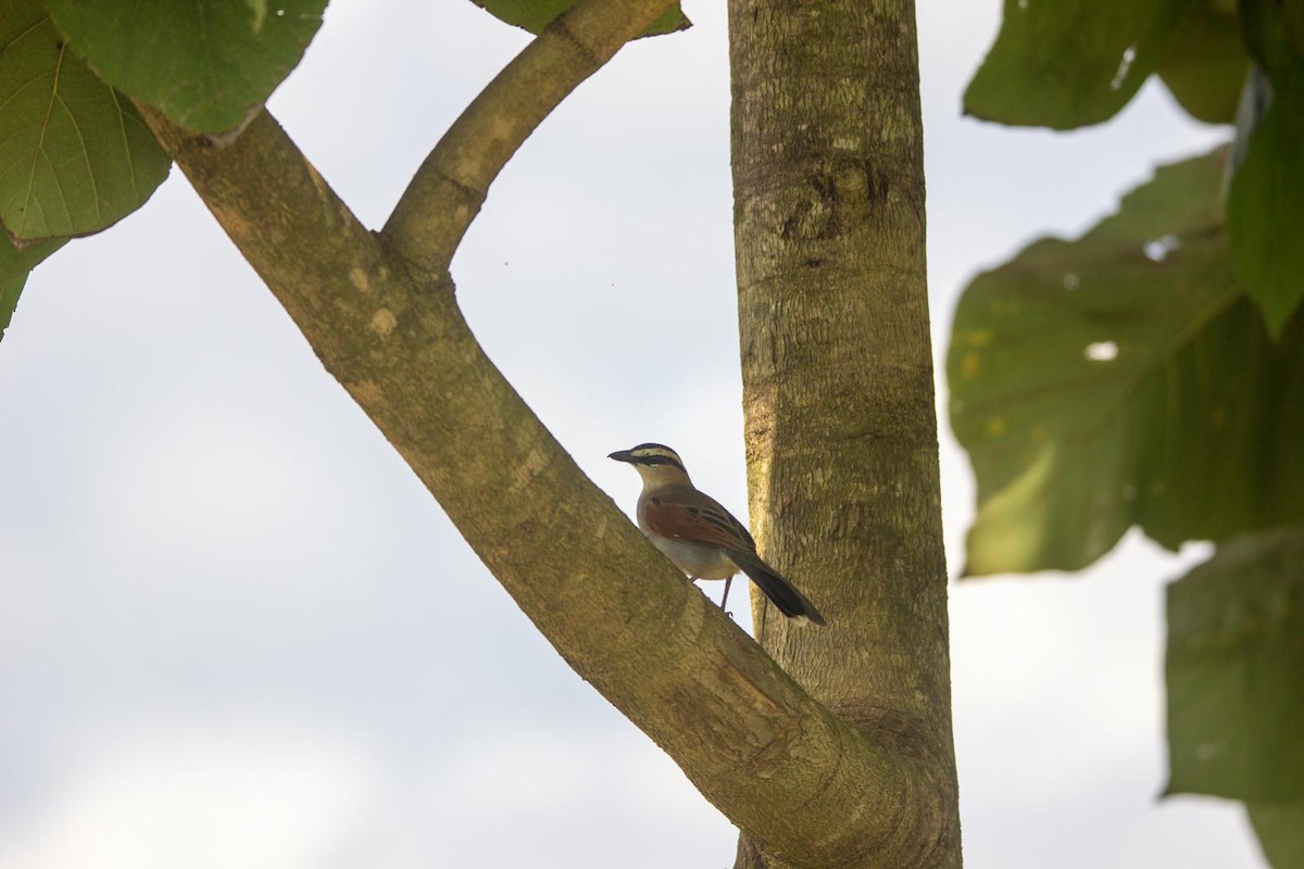 Black-crowned Tchagra (Black-crowned) - ML619070567