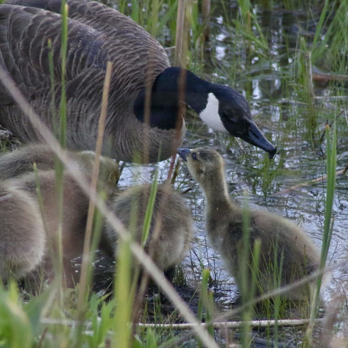 Canada Goose - Marisa E