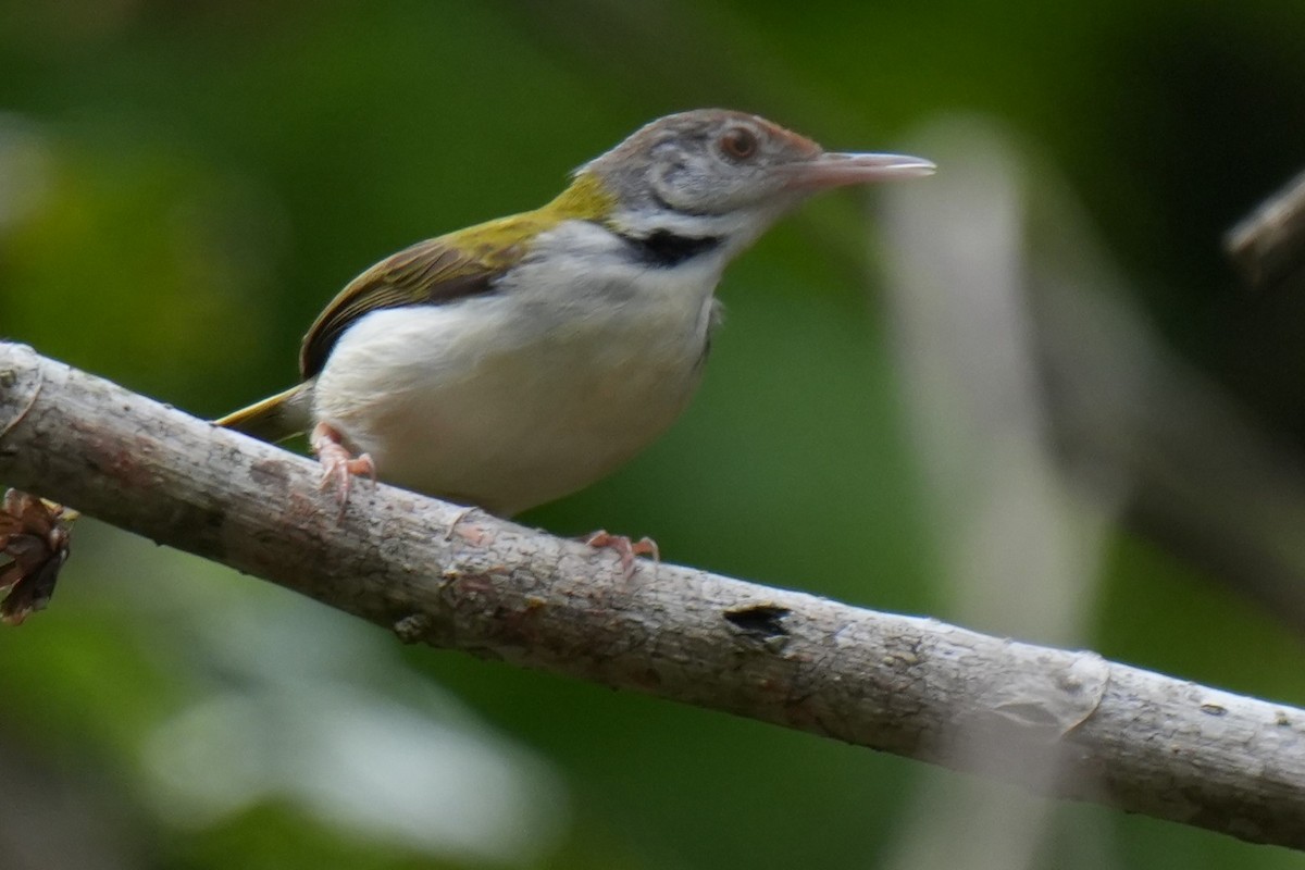Common Tailorbird - Sundar Muruganandhan