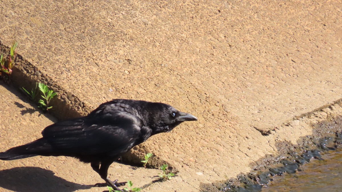 Carrion Crow - YUKIKO ISHIKAWA