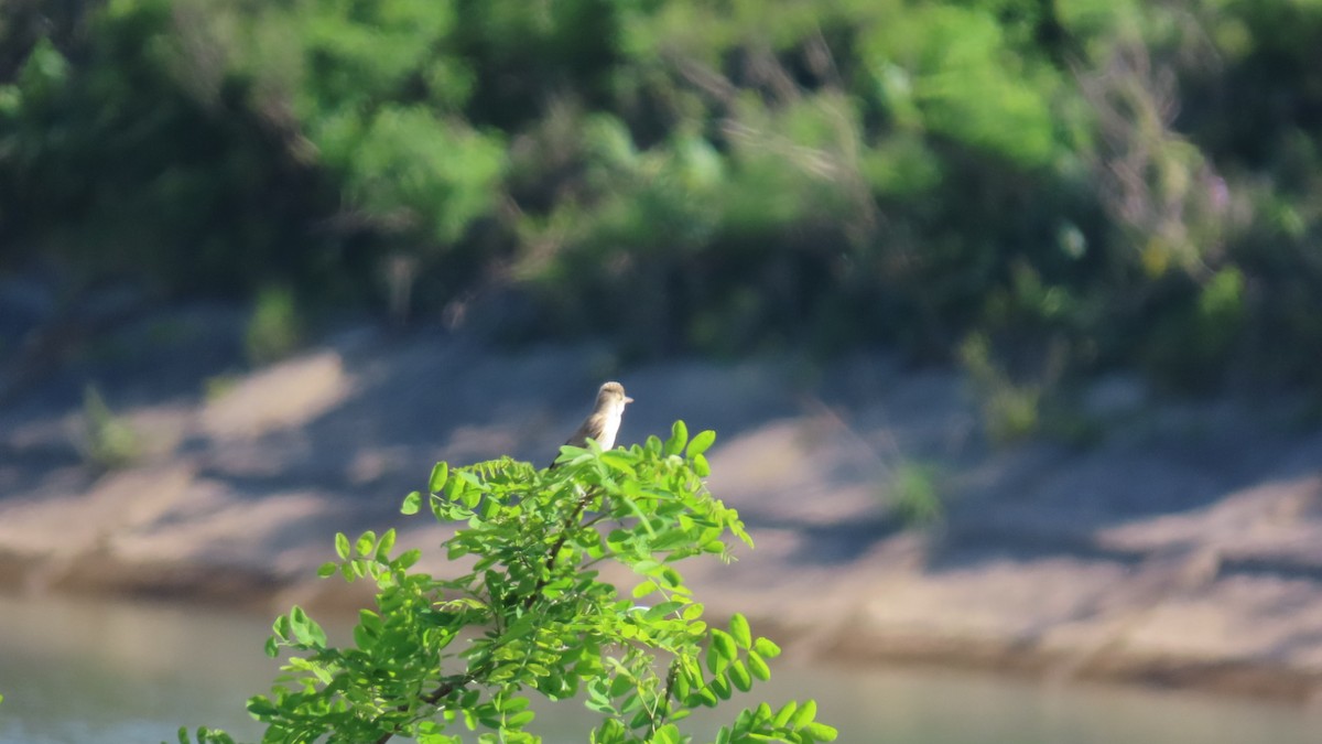 Oriental Reed Warbler - YUKIKO ISHIKAWA