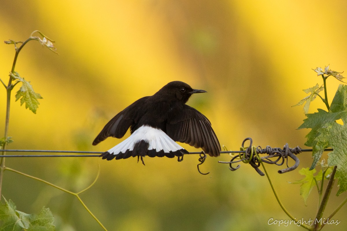 Black Wheatear - Milas Santos