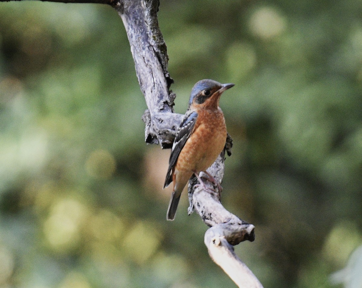 White-throated Rock-Thrush - ML619070599