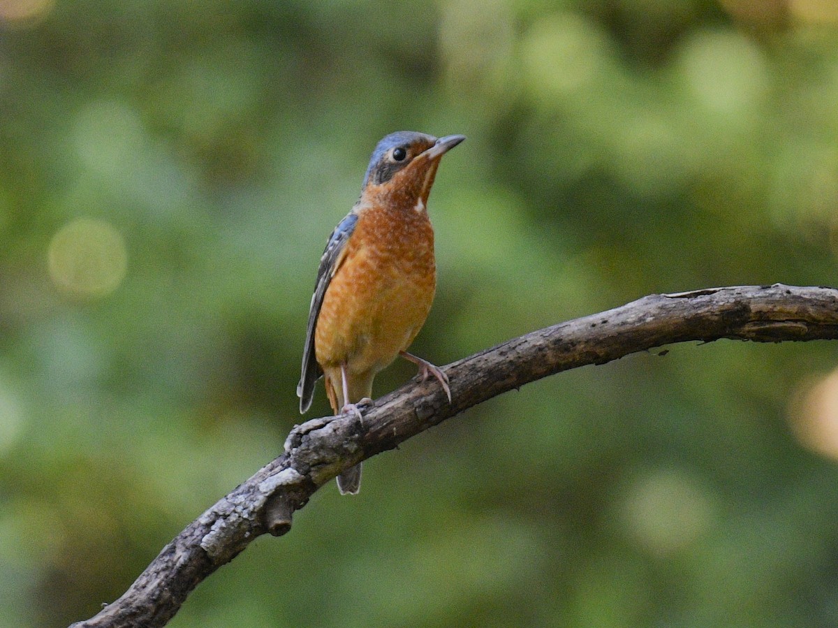 White-throated Rock-Thrush - Chitra Shanker