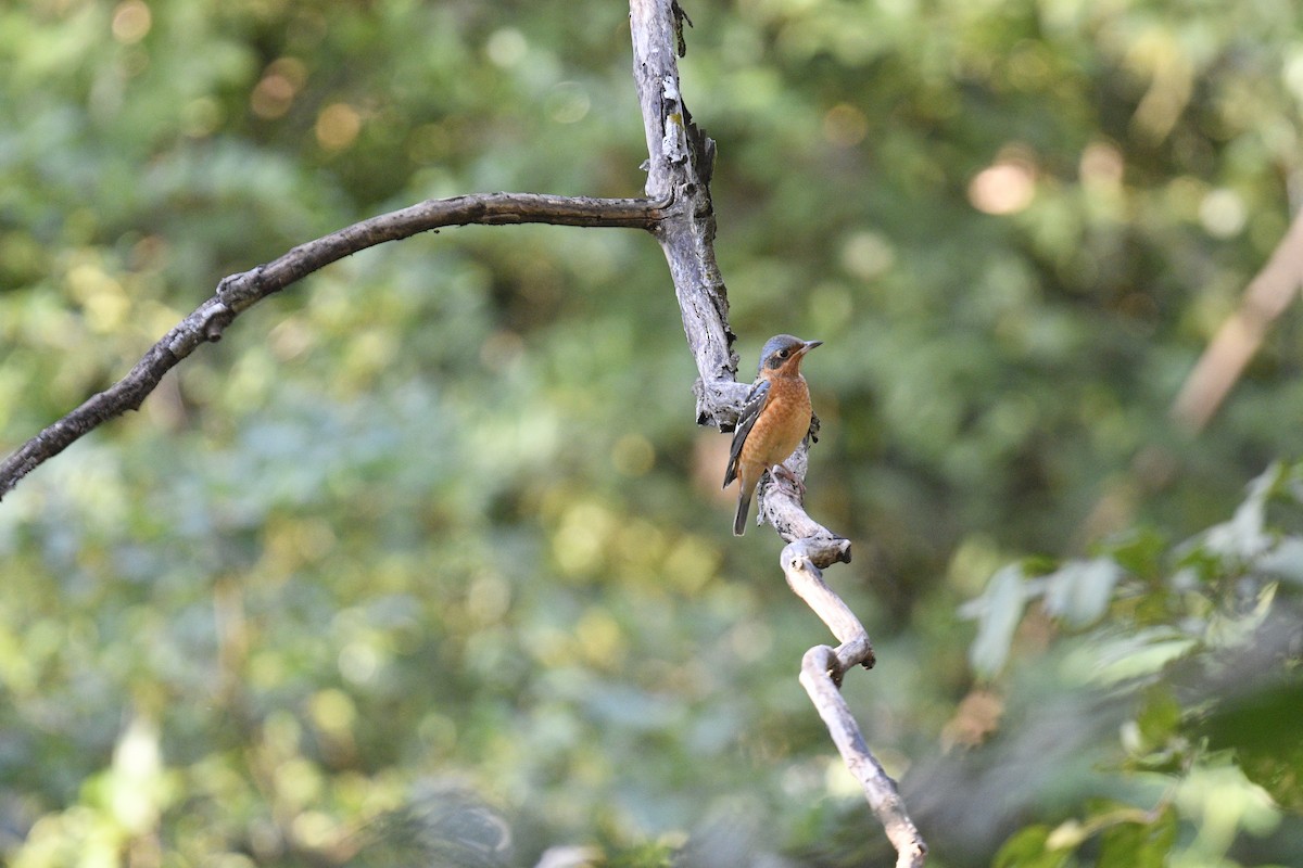 White-throated Rock-Thrush - ML619070601