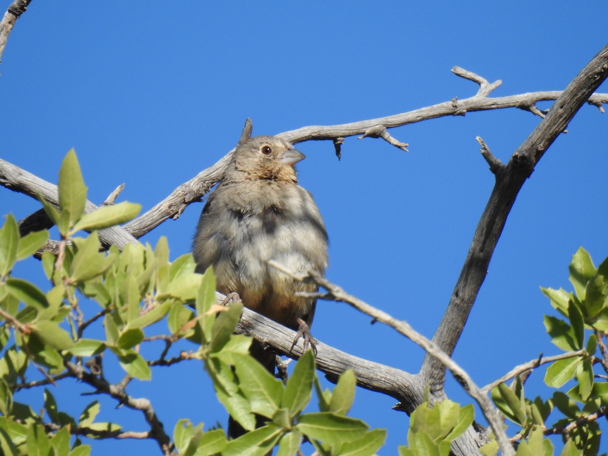 Canyon Towhee - Phoenix Kwan