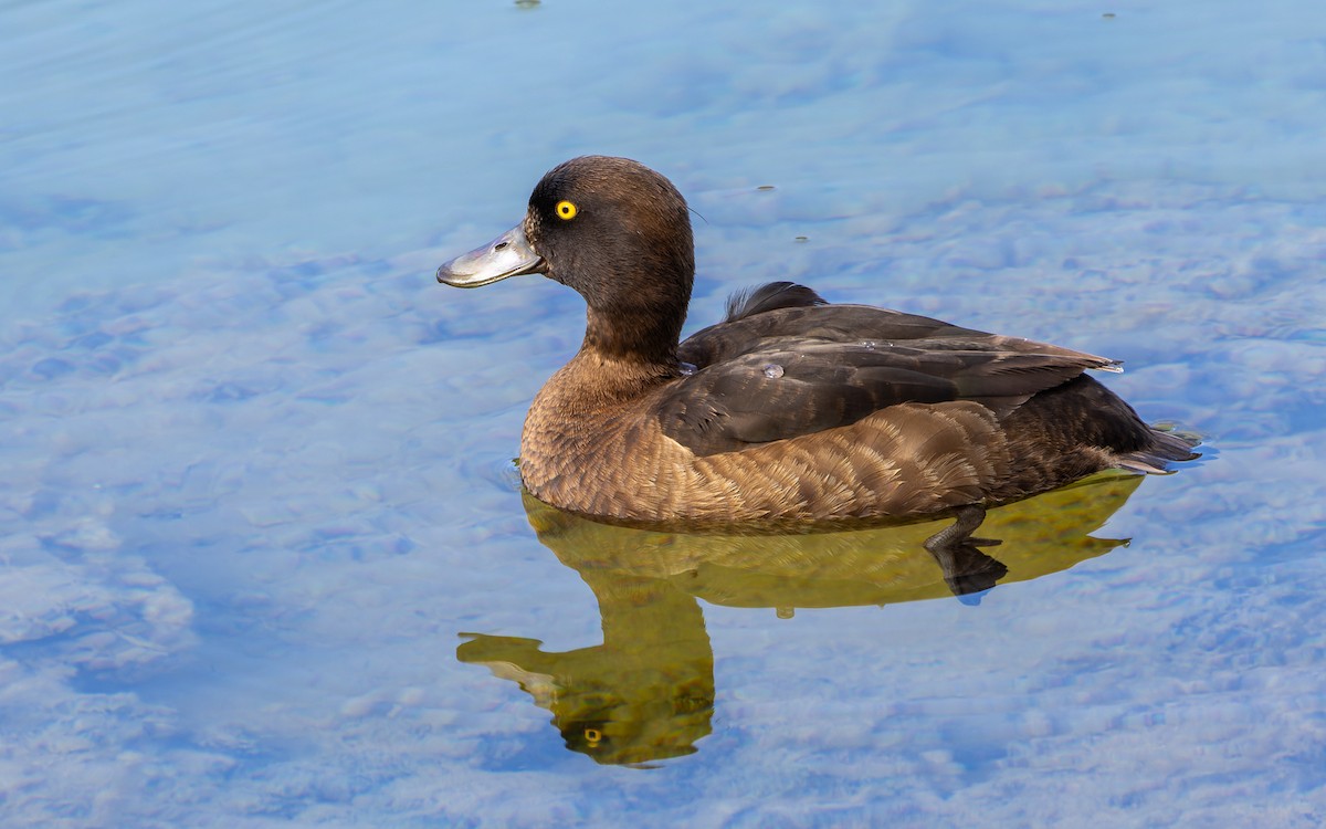 Tufted Duck - Eero Rasi