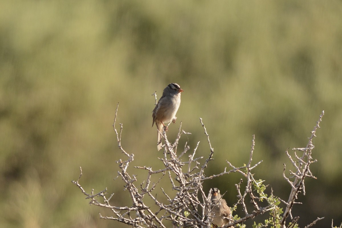 White-crowned Sparrow (Gambel's) - Andrew Howe