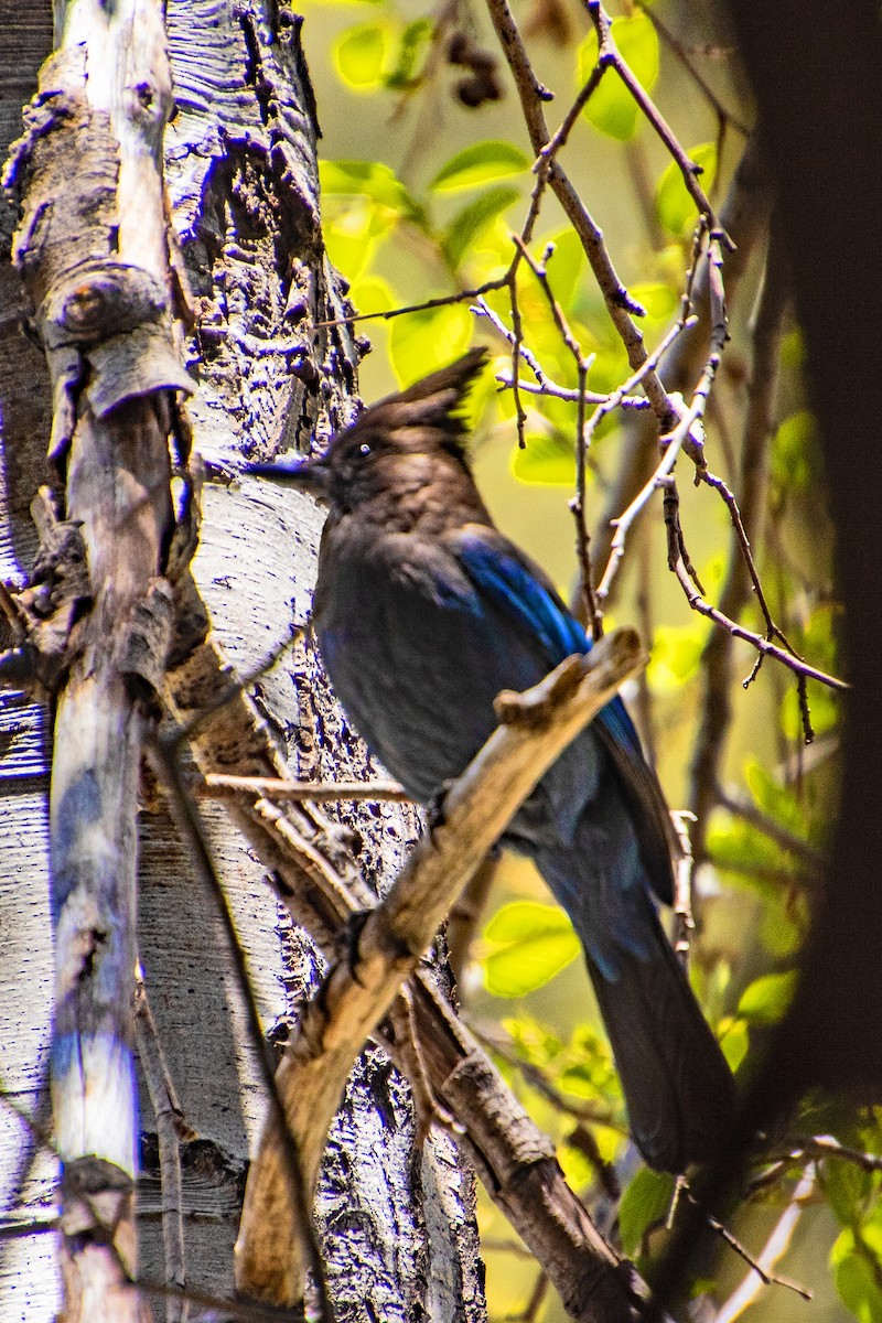 Steller's Jay - ML619070632