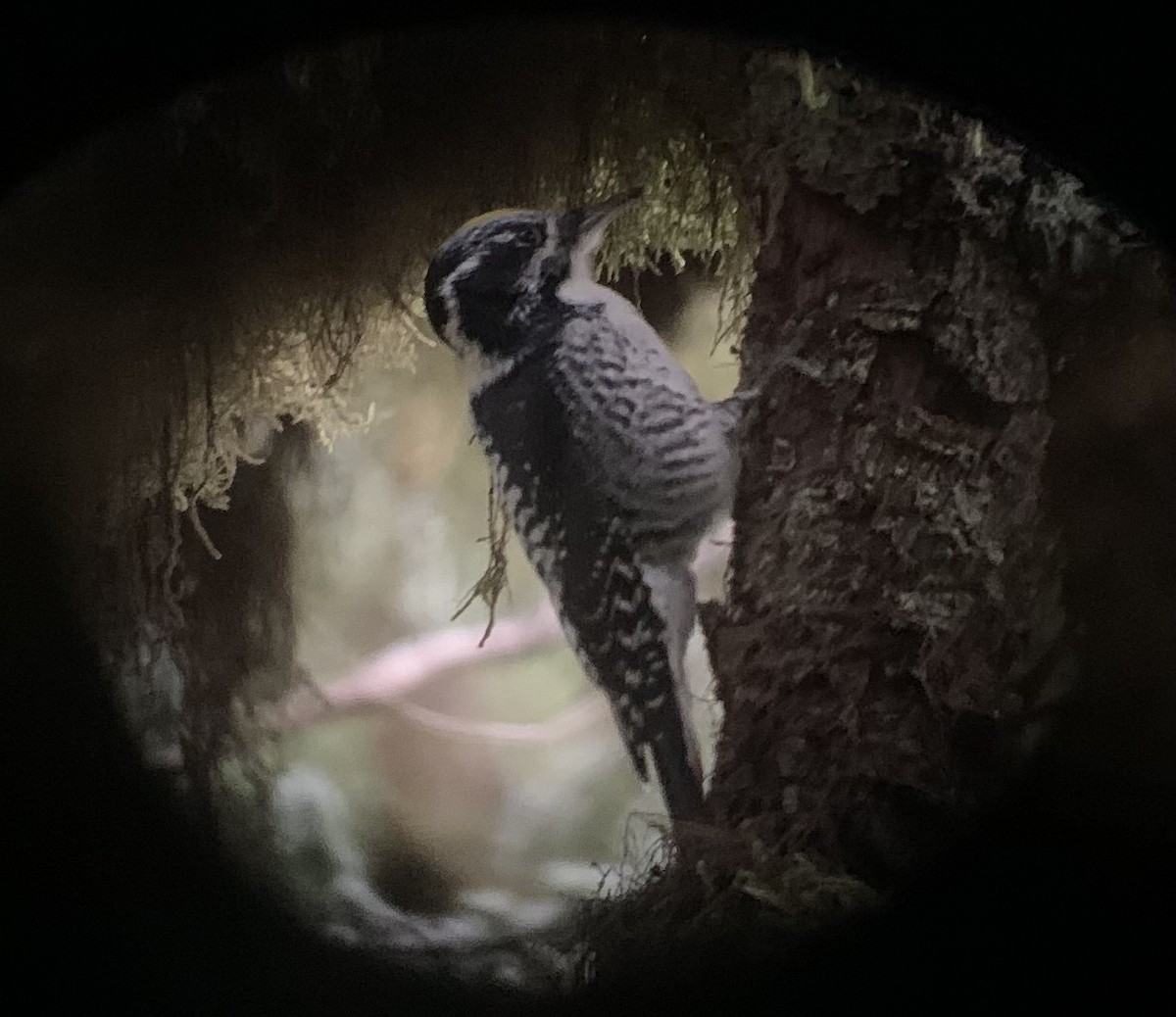 American Three-toed Woodpecker - ML619070657