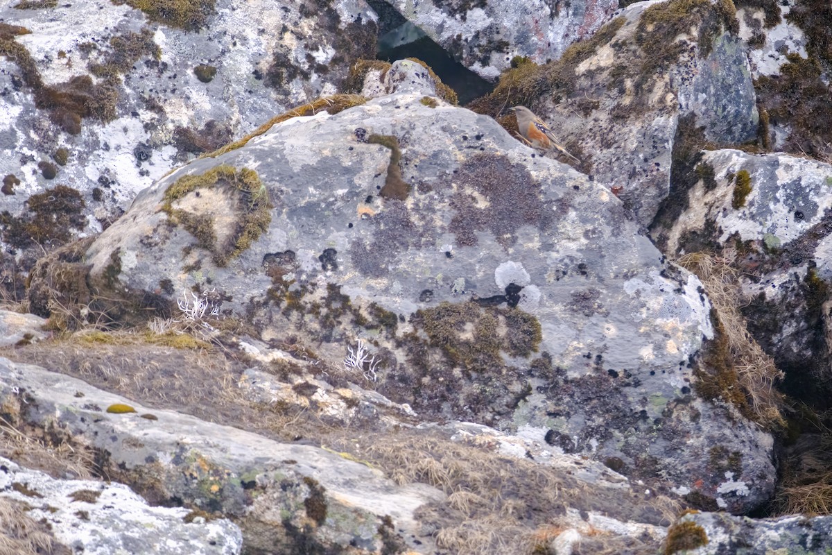 Alpine Accentor - Nara Jayaraman