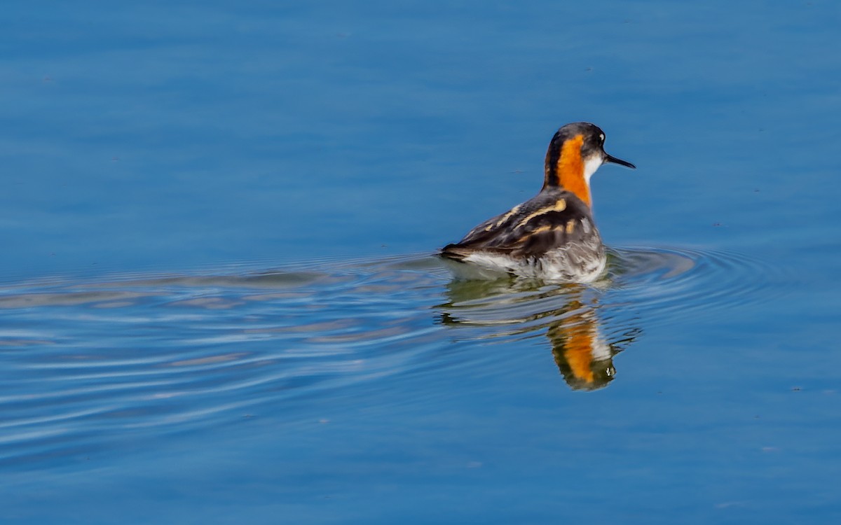 Red-necked Phalarope - ML619070685