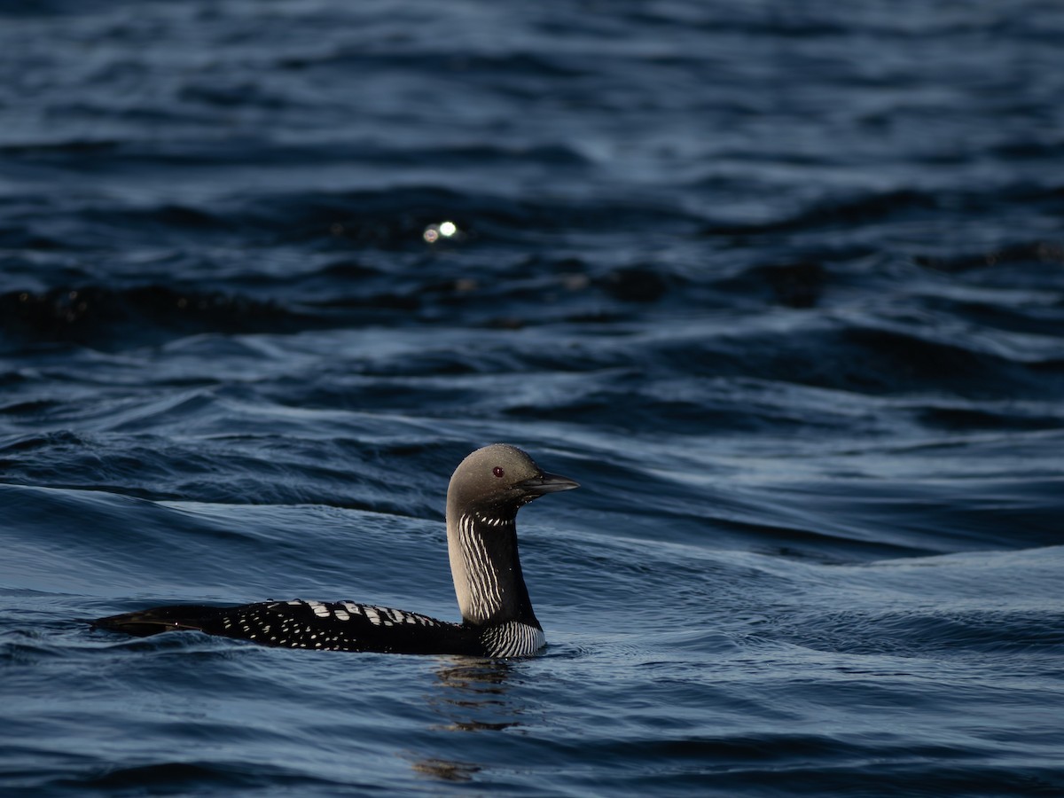 Pacific Loon - varun tipnis