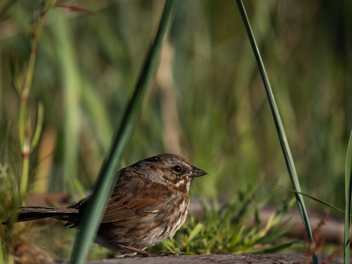 Song Sparrow - varun tipnis