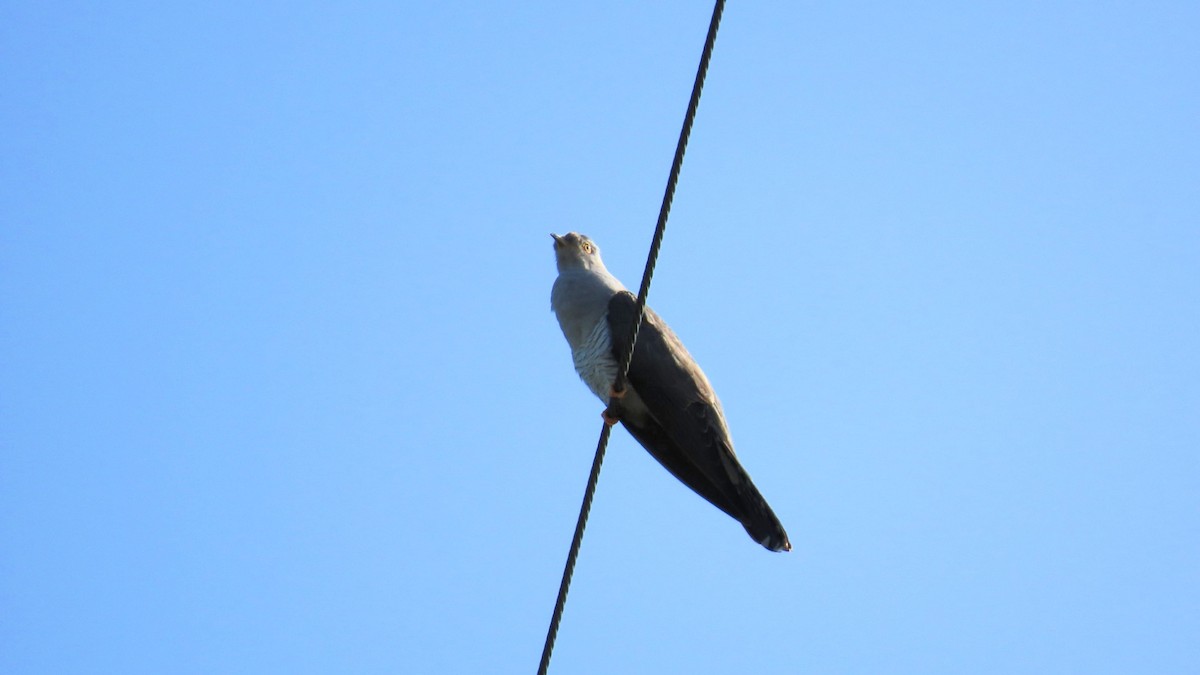 Common Cuckoo - ML619070755