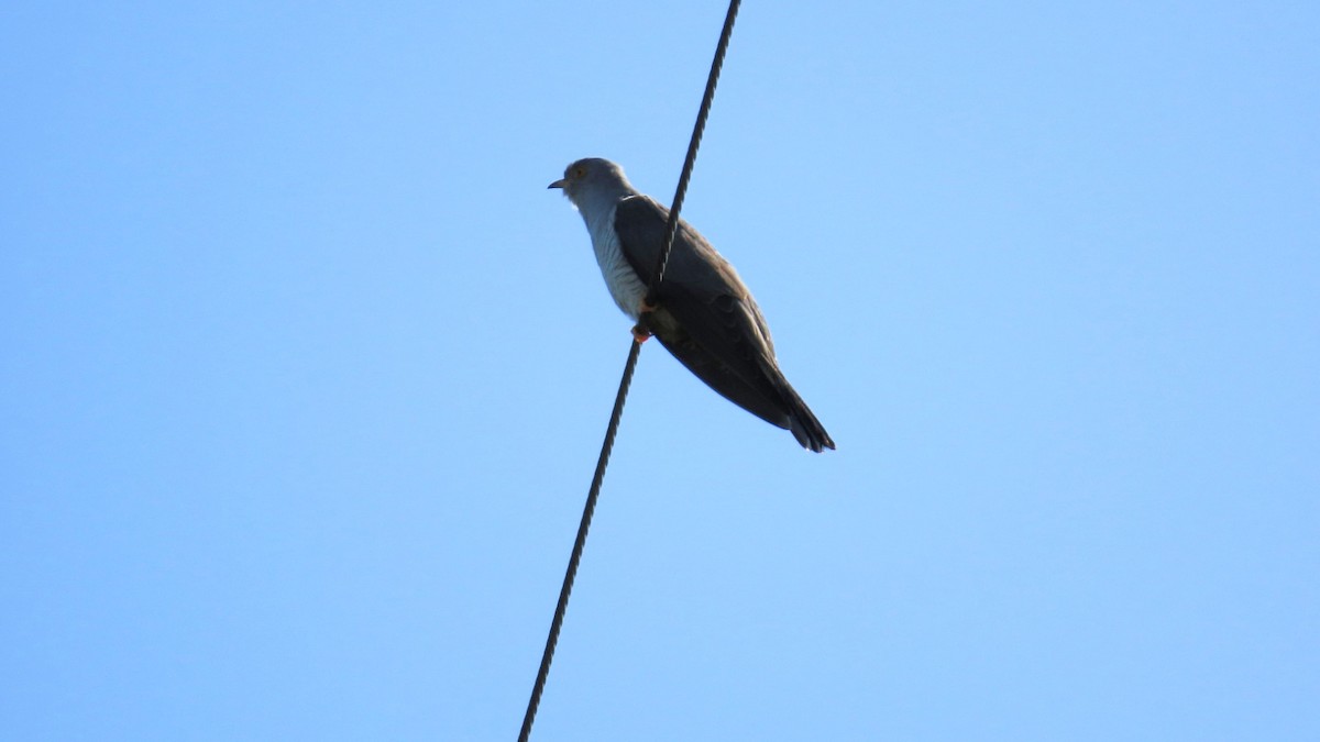 Common Cuckoo - ML619070757