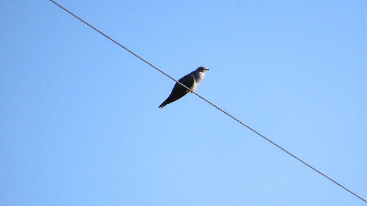 Common Cuckoo - ML619070758