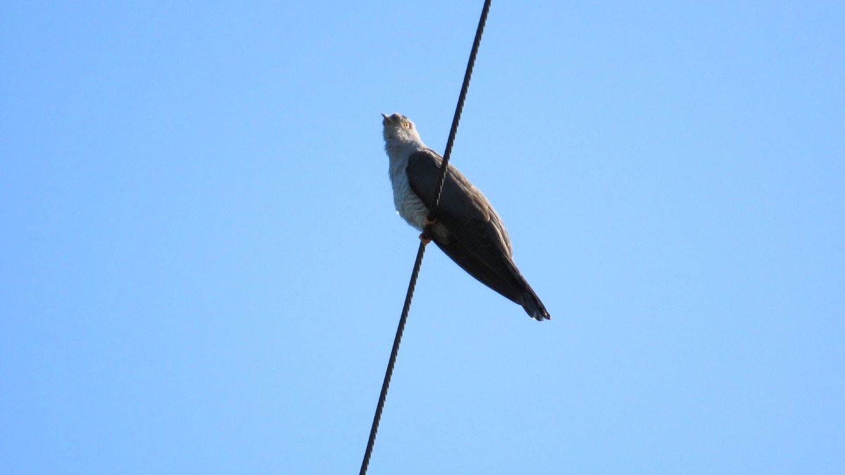 Common Cuckoo - ML619070759