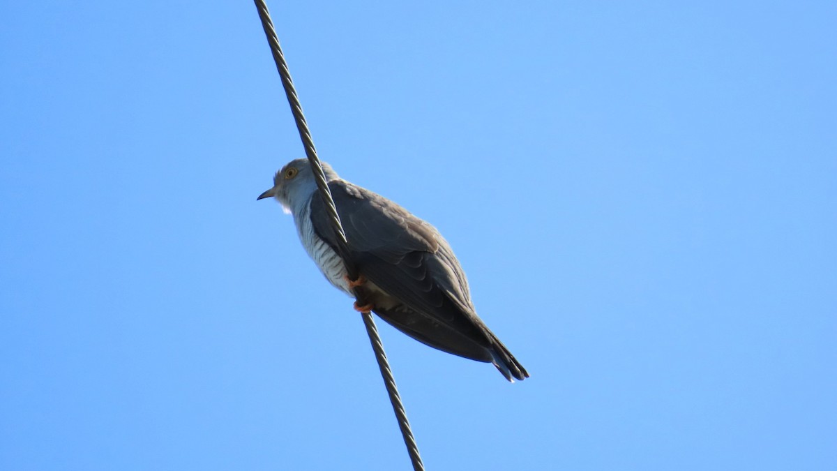 Common Cuckoo - ML619070761