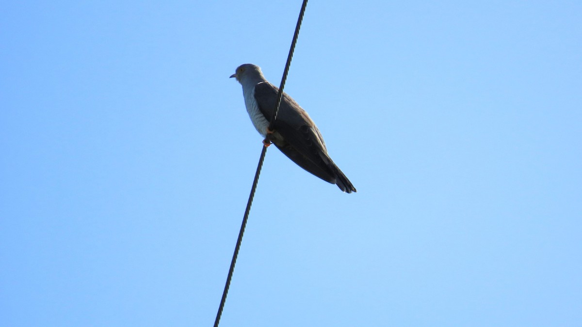 Common Cuckoo - ML619070763