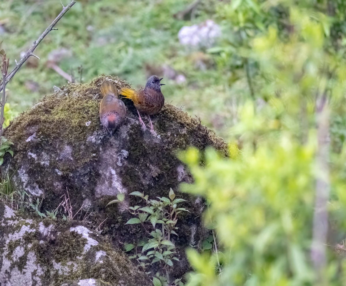 Chestnut-crowned Laughingthrush - Nara Jayaraman