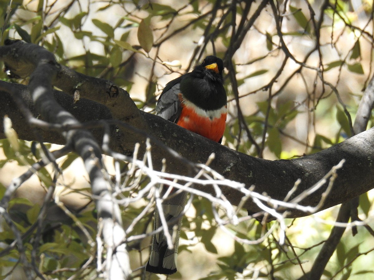 trogon krásný - ML619070770