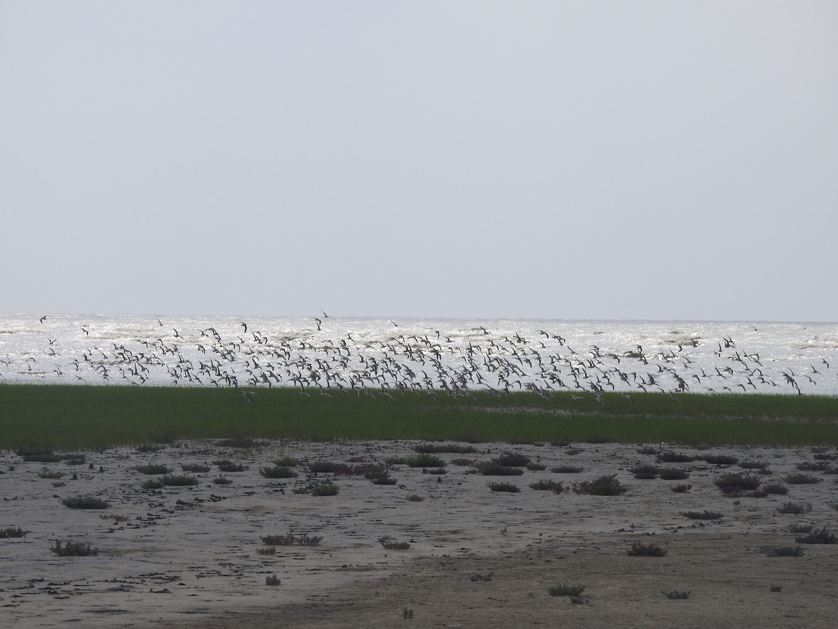 Tibetan Sand-Plover - ML619070772