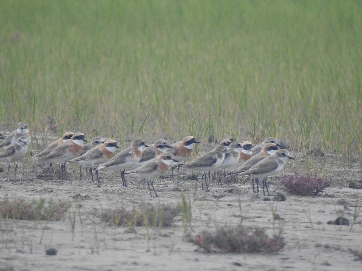 Tibetan Sand-Plover - ML619070774